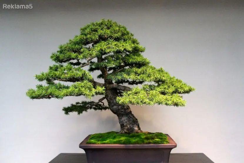 BONSAI TREE